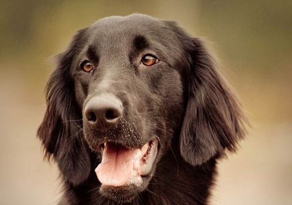 平毛尋回獵犬坐著睡覺(jué)的原因