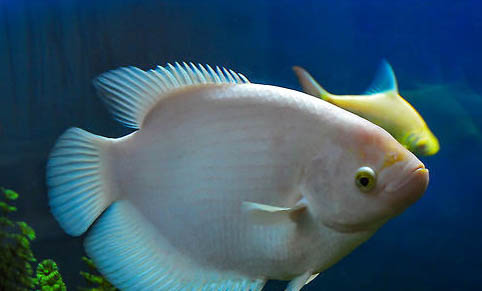 小魚幾天喂一次魚食?