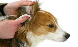 犬瘟潛伏期多久?