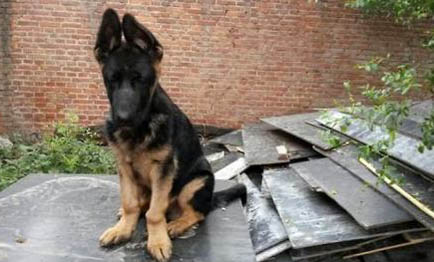 佛蘭德牧牛犬怎么判斷生病了