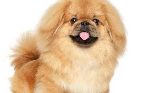 京巴犬臨死癥狀有哪些