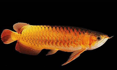 金龍魚混養需要注意什么