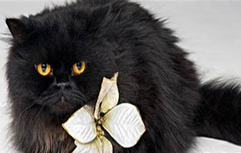 小黑貓是什么品種?飼養期間應注意什么