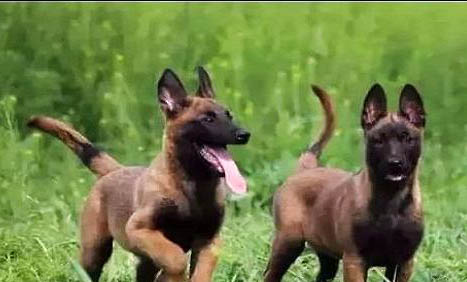 三個月小馬犬一頓吃多少狗糧