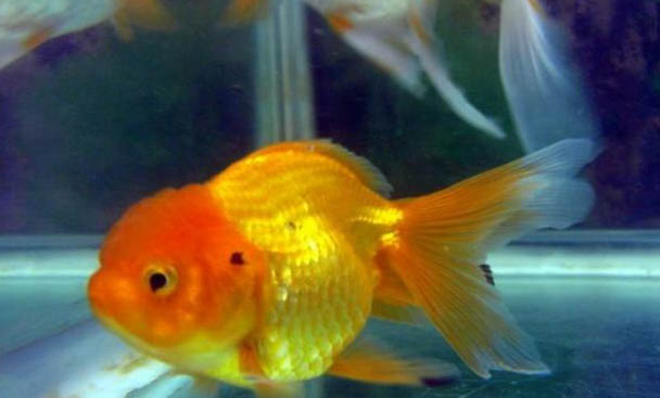 琉金魚能和什么魚混養