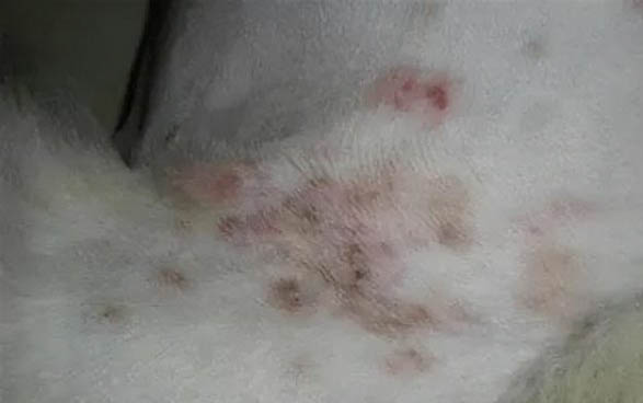 狗狗細小怎么輸液?