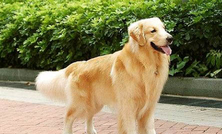 金毛犬冬季飼養注意事項