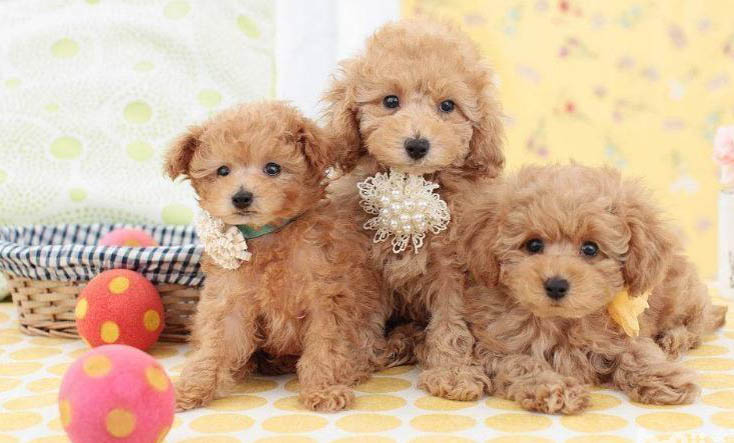 迷你貴賓犬的價格是多少