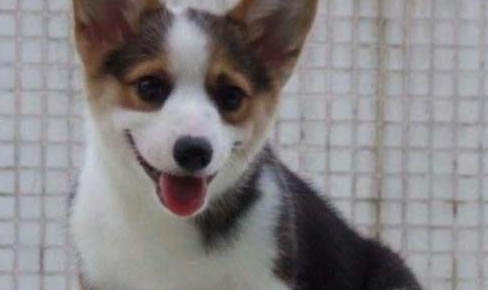 柯基犬掉毛嚴重是什么原因