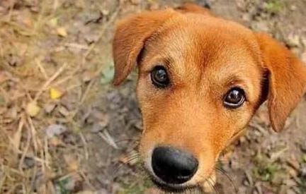 狗狗犬瘟多久能好