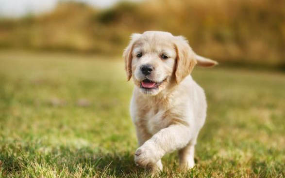 金毛犬的日常護理
