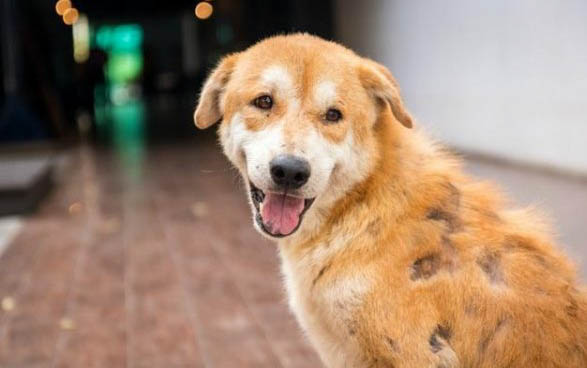 犬用避孕藥