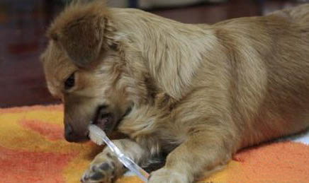 如何選好德牧狗幼犬狗糧呢