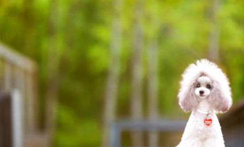 貴賓犬冠狀病毒愈后注意事項