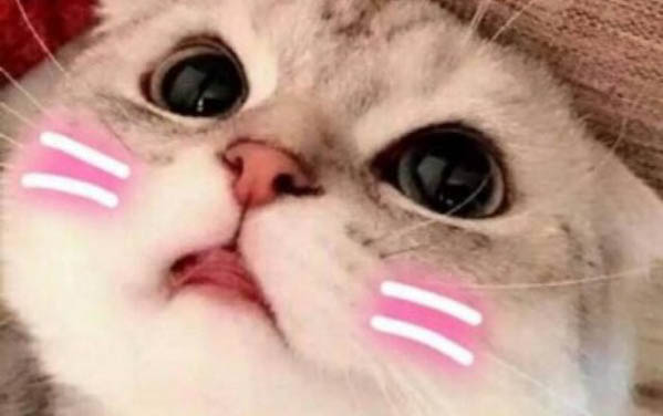 撿到貓需要做什么