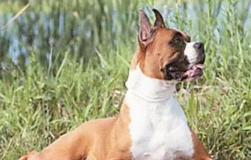 拳師犬為什么太瘦？如何處理？注意事項是什么？