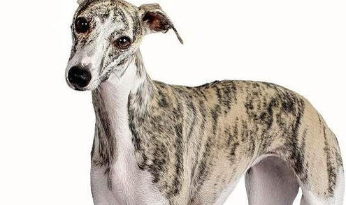 惠比特犬坐月子注意事項(xiàng)
