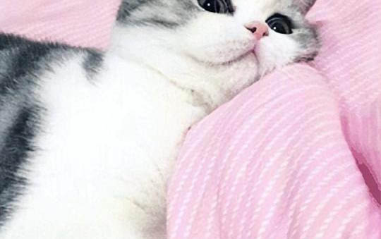 貓咪懷孕多久能看出來起肚