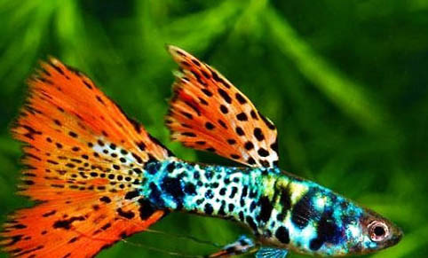 孔雀魚用什么過濾器