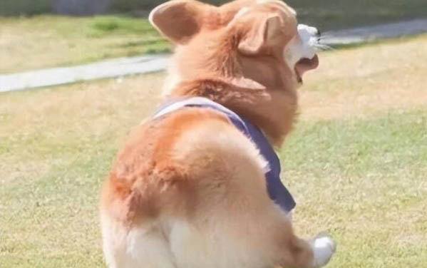 小狗身上的跳蚤怎么去除