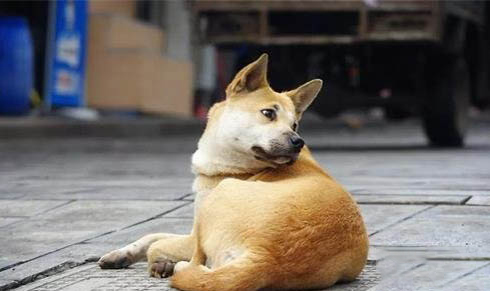狗狗讓尾第幾天可以配