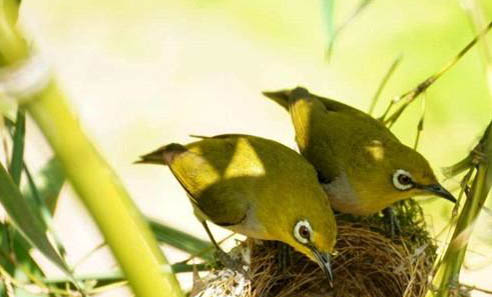 繡眼鳥一般多大開始大叫?