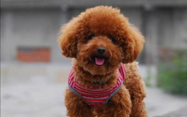 在家如何制做泰迪狗的狗糧視頻