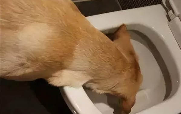 狗狗可以喝牛奶嗎？