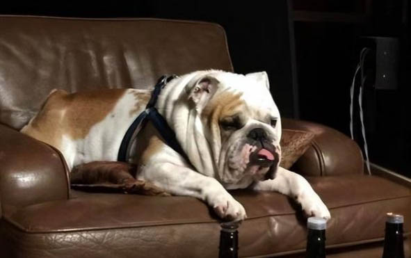 斗牛犬比賽看哪個好看