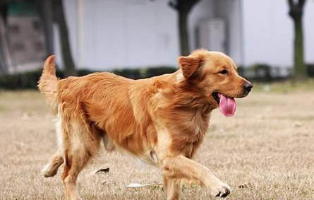 金毛犬腹部腫大,如何判斷是否腹水?