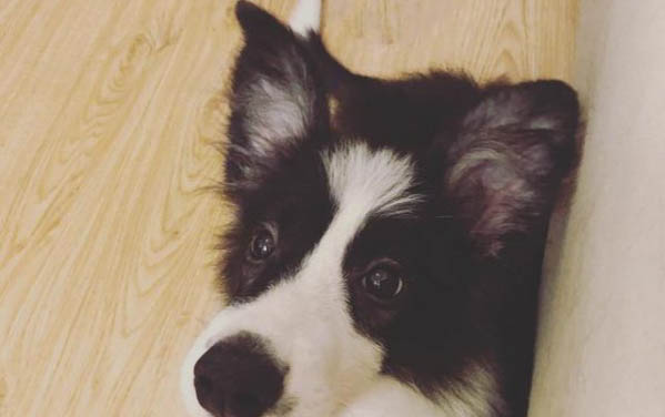 狗狗懷孕能吃熟豬肝嗎