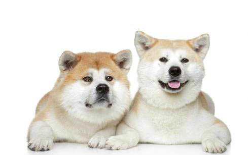 日本秋田犬價格多少錢一只