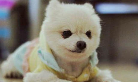 博美犬多久洗一次澡最好