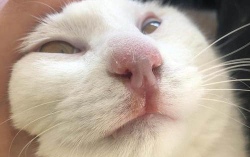 貓咪幾天不吃東西了怎么辦