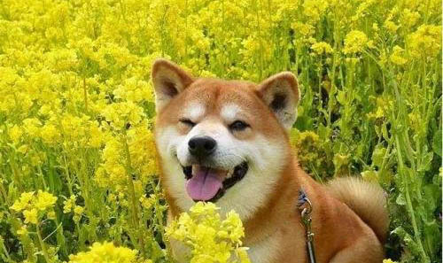 純種柴犬價格