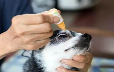 狗狗為什么會愛吐食物?