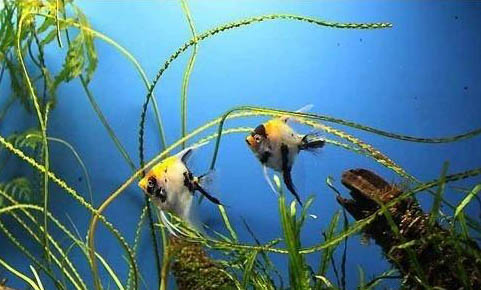 冬天釣草魚能用紅蟲嗎
