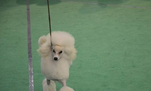 狗狗吐清水