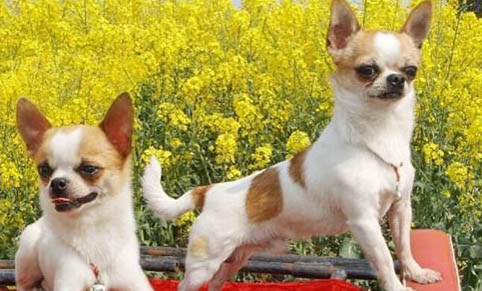 怎么給吉娃娃犬剪指甲