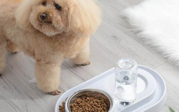 讓狗狗有禮貌