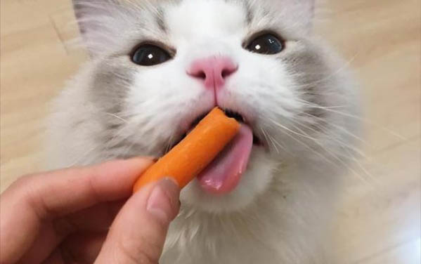 貓咪肝腹水怎么治療效果好