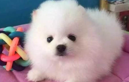 棉花面紗犬哪里有賣