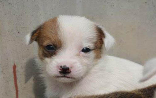 狗感冒肺炎會傳染嗎