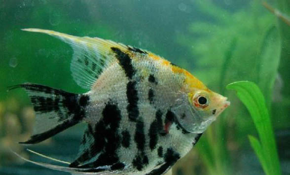 孔雀魚可以吃紅蟲嗎
