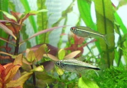 孔雀魚身上長白點怎么辦