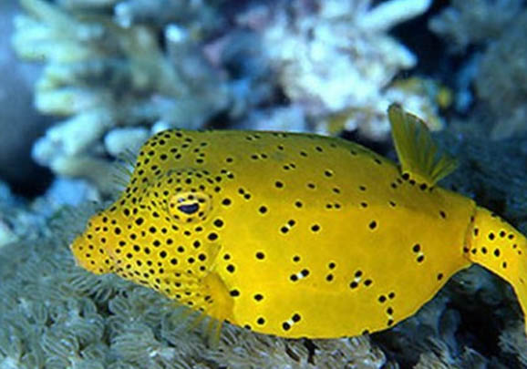 秋冬季西南風可以釣魚嗎