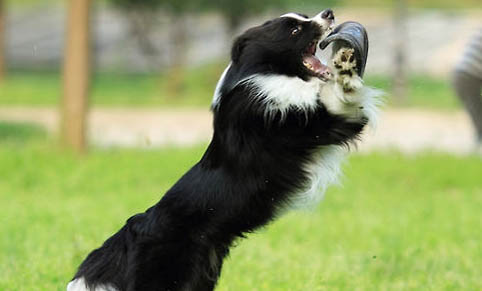 公犬絕育要恢復多久
