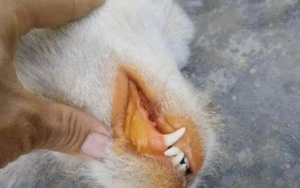 狗狗細小病毒好了 還會攜帶病毒嗎