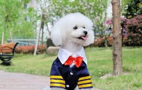 狗尿路炎癥可以吃人的消炎藥么