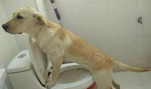 拉布拉多犬鼻塞流鼻涕